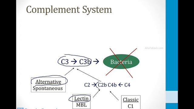 Иммунология USMLE - 1. Основы - 4.Система комплемента