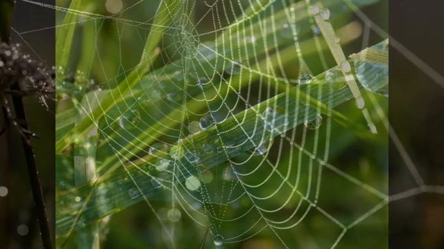 Летняя роса смотреть онлайн