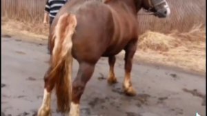 цыганский лошади! #лошади #лайк #подпишись #тяжеловоз