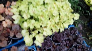 Гейхеры, обзор.