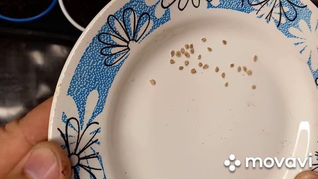 Семена партнер. Посадка томата "Императорская слабость" на рассаду !!! смотреть онлайн