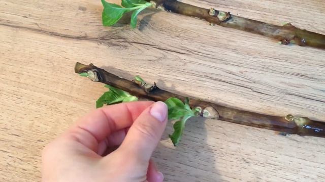 ГОРТЕНЗИЯ. УКОРЕНЕНИЕ.РАЗМНОЖЕНИЕ ЧЕРЕНКАМИ