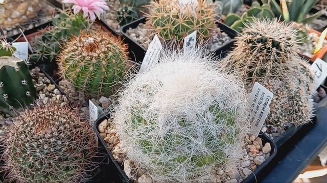 Обзор кактусов.Пушистые кактусы.Цветение конофитума.Злые черепахи.Бутоны на литопсах.