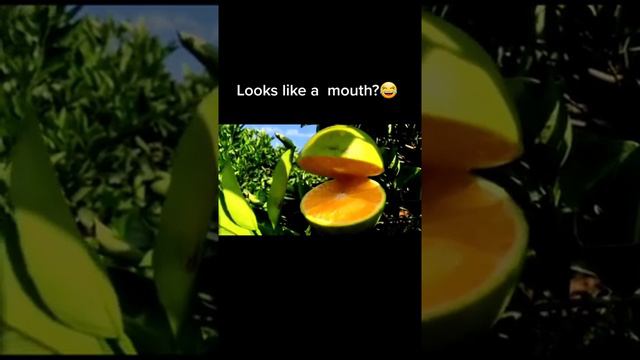 903 72 initfood helen Yes or No#selfsufficient #grow #fruit #foryou