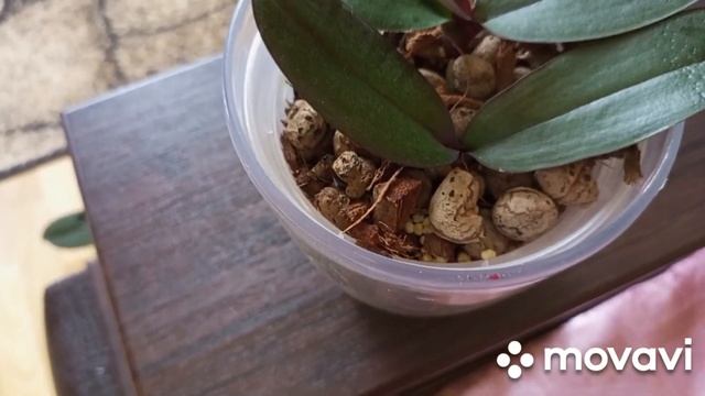 08.10.2023.КАК ПОВЛИЯЛА КОЛОИДНАЯ СЕРА НА МОИ ОРХИДЕЙКИ! ПРОШЛО ДВА МЕСЯЦА ЭКСПЕРИМЕНТА!!! смотреть онлайн