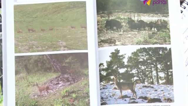 Вышла книга о животных, которые живут в Кавказском заповеднике смотреть онлайн