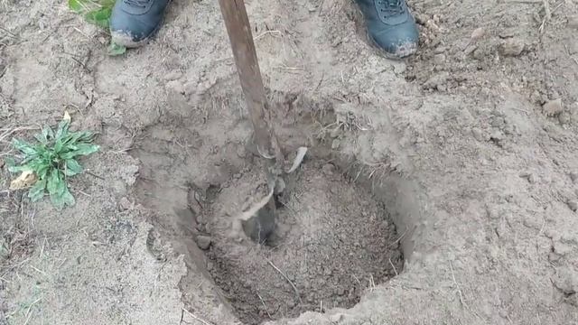 Яблоня Белый налив и абрикос. Осенняя посадка плодовых деревьев. смотреть онлайн