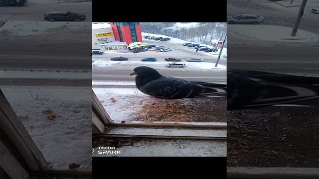 Лёгкий перекус.mp4 смотреть онлайн