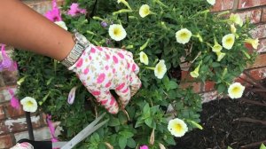 How To Keep Your Petunias Full And Flowering | Pruning Petunias For Beginners