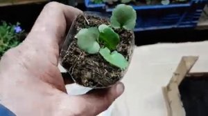 ВИОЛА. выращивание из семян. ЛЕГКО. сроки. как вырастить виолу из семян. виола из семян. виола.mp4