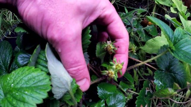 БиоВегетарий в помещении под LED светом ВИДЕО 16. Инжир, черешни, груша и пр. Сбор черри и перца смотреть онлайн