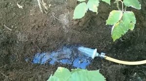 МАЛИНА ОСЕНЬЮ: УХОД, ОБРЕЗКА, ПОДКОРМКА