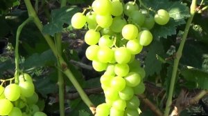 Сверхранние  белоягодные  сорта и г. ф. винограда. Плодоношение в 2019 г.