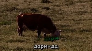 Застольные песни 5