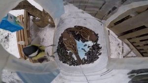 Камера GO pro в кормушке для птиц. Красивое видео