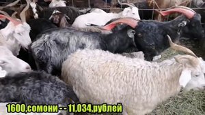 Кучкор и Овцы Гисарски Барана в Таджикистан оптовы ценах 2020 "0Молбозори Душанбе нархи Гусфанд