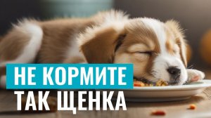 ❗️НЕ КОРМИТЕ ТАК ЩЕНКА! Самые распространенные ОШИБКИ ПРИ КОРМЛЕНИИ и их профилактика