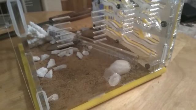 Обзор фермы "Куб NEW" от Blackant.ru смотреть онлайн