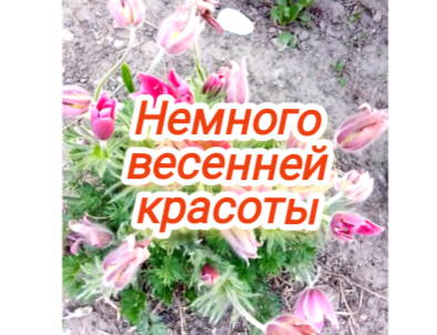 Немного весенней красоты