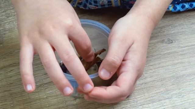 Домашние питомцы - Божьи Коровки смотреть онлайн