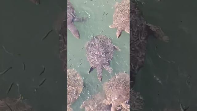 Сиде кожистая черепаха #berlianaworld #турция смотреть онлайн