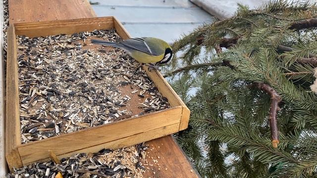 Птицы синицы распробовали дробленые семечки. Tit birds tasted crushed seeds смотреть онлайн