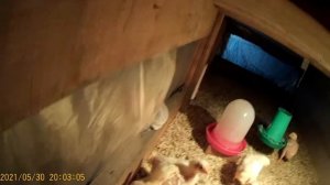 Корнишоны. Бройлеры.