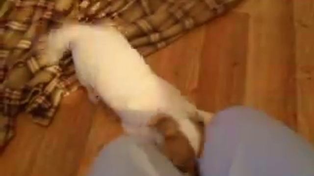 Щенки Джек Рассел терьер!!!продажа...AVI смотреть онлайн