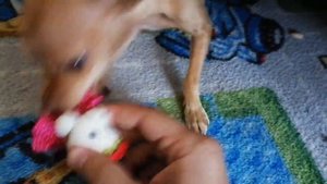 Той терьер мини Jesica (играю с любимой игрушечкой)