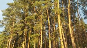 РАДУГА ЖЕЛАНИЙ..АВТОР: ИНГА ХОСРОЕВА