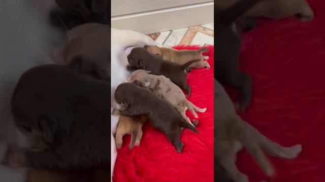 🐶❤️🤎💛😘👍#Чихуахуа малыши ❤️#Продажа 🐶#Чихуахуа  #супер мини💞 тел.89154475147 🟢What’sapp🟢