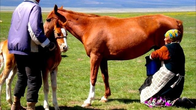 Кумыс — полезные свойства и противопоказания.