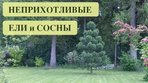 ЕЛИ И СОСНЫ ДЛЯ ПОДМОСКОВЬЯ И СРЕДНЕЙ ПОЛОСЫ РОССИИ. Spruce and pine trees in landscape design.