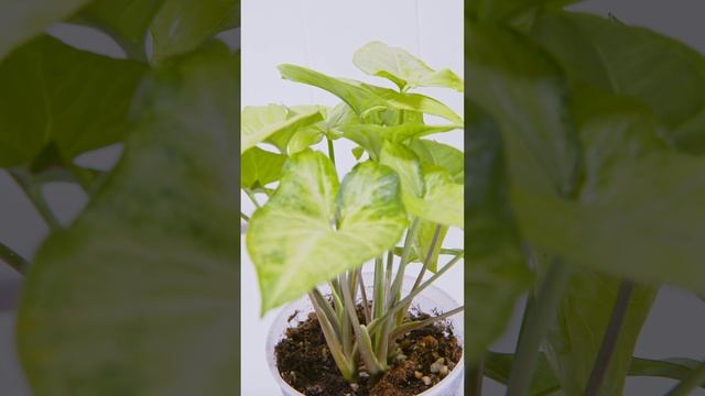 Syngonium podophyllum ( Plant Spotlight #3 )