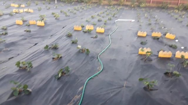 Клубника - наш новый маточник в Ягодном подворье смотреть онлайн