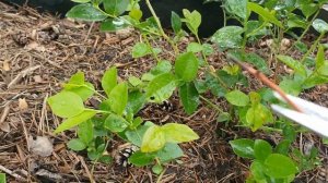 Нормирование побегов на кусте голубики сорта Аврора летом.