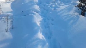 Петли из визальной провалки на зайца