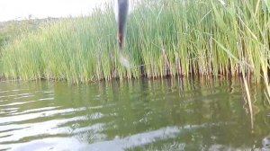 Карась на WD 40  Рыбалка на поплавочную удочку, хлеб с вд-40