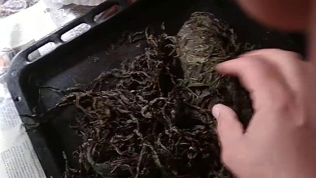 Сушка ферментированного иван-чая в домашних условиях. смотреть онлайн