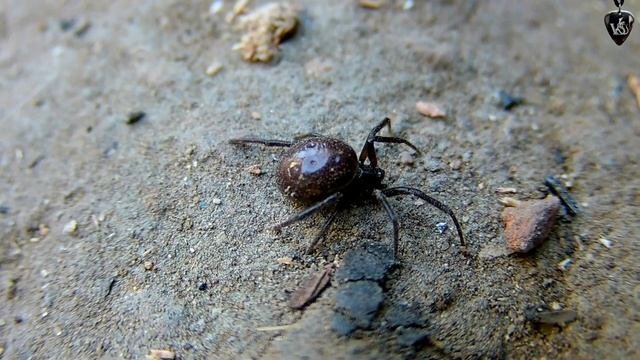 Стеатода двуточечная  - Steatoda Bipunctata