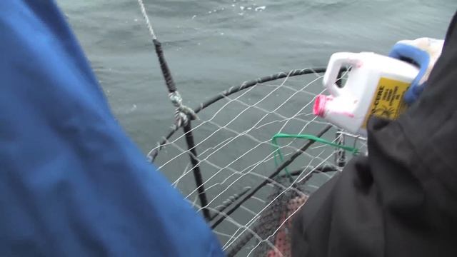 Pro-Cure Crab & Shrimp Attractant Really Works! смотреть онлайн