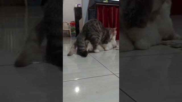 Kucing Munchkin Kawin || Mating Munchkin Cat [ Hiro x Yuki смотреть онлайн