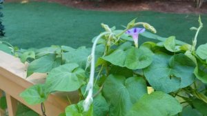 2022 Morning Glory and Clematis