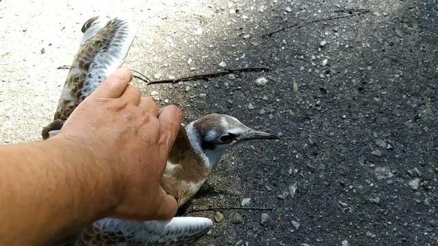 Ручная чайка птенец растет