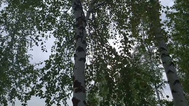 29 мая-ДЕНЬ ФЕДОРА.Свадебные приметы.Что нельзя делать. смотреть онлайн