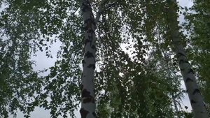 29 мая-ДЕНЬ ФЕДОРА.Свадебные приметы.Что нельзя делать.