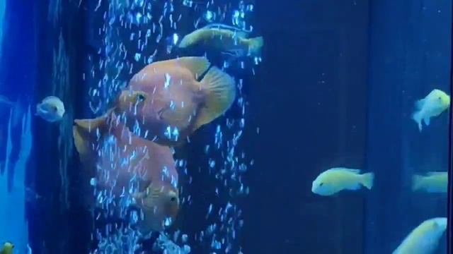 Аквариум | музыка релакс смотреть онлайн