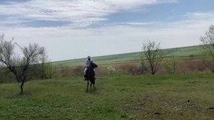 Как обучить коня за 4 дня