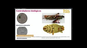 Leonardo Almonacid: Usos biotecnológicos de los hongos | Festival Reino Fungi