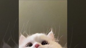 Zhanulka-ты похож на кота (cover)